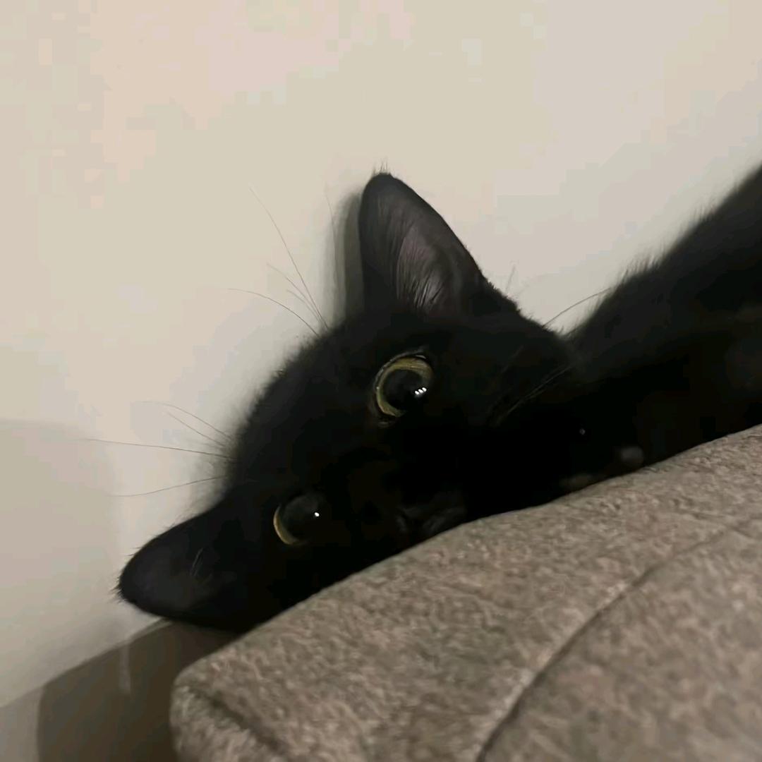 有弋