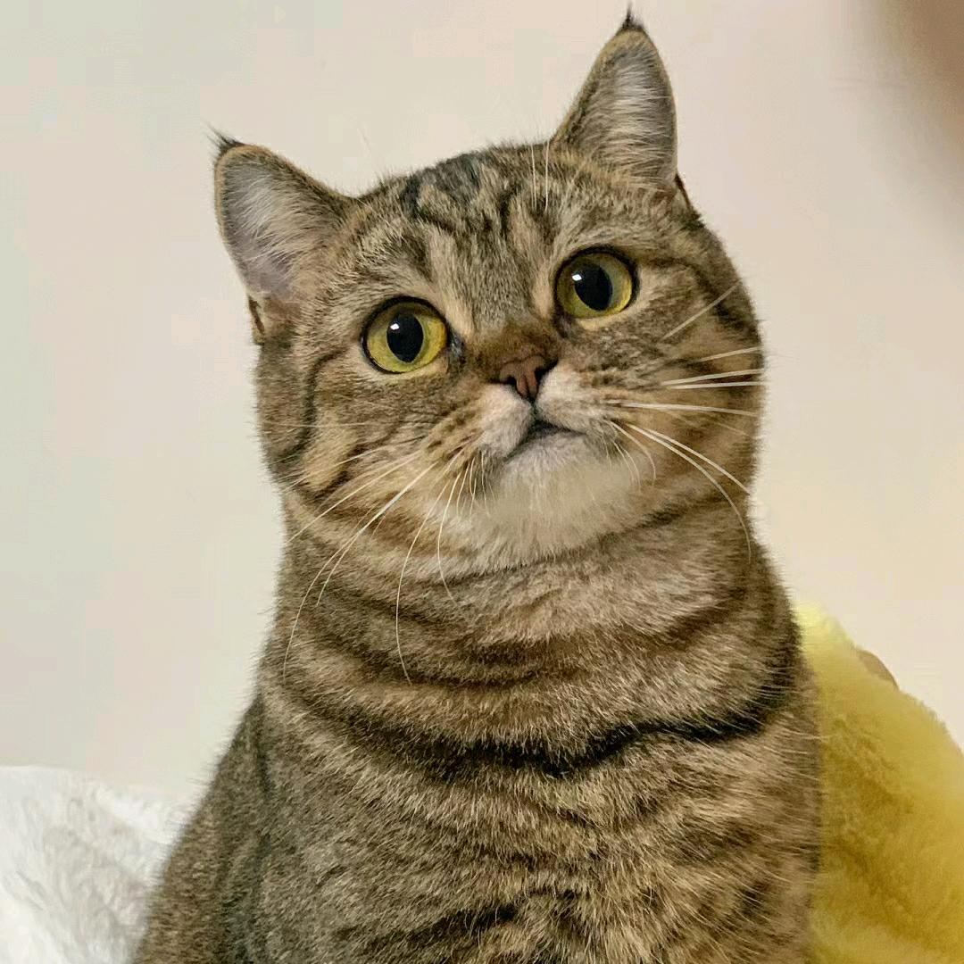 杨三A（王者荣耀）