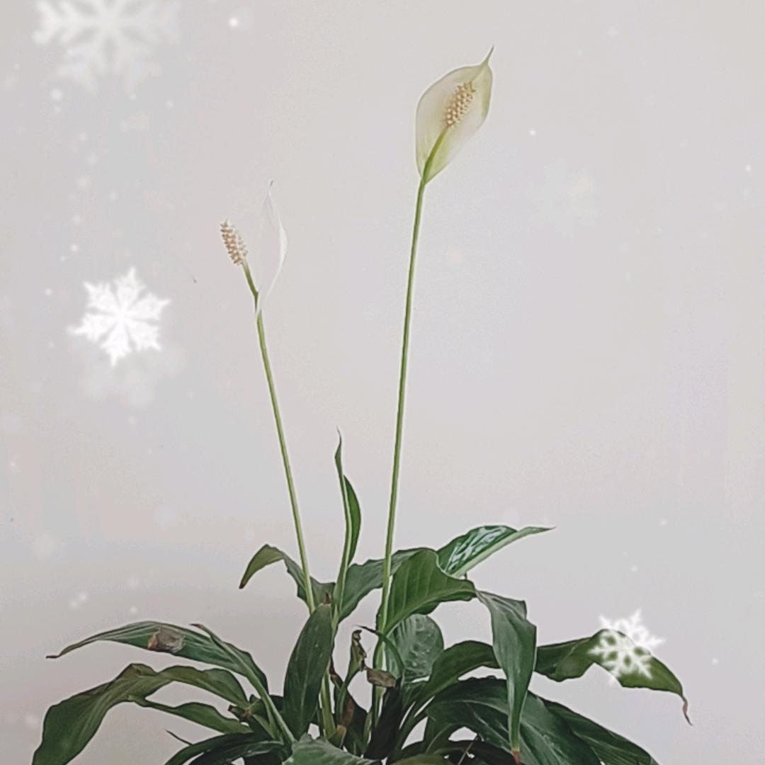 幸福每一天