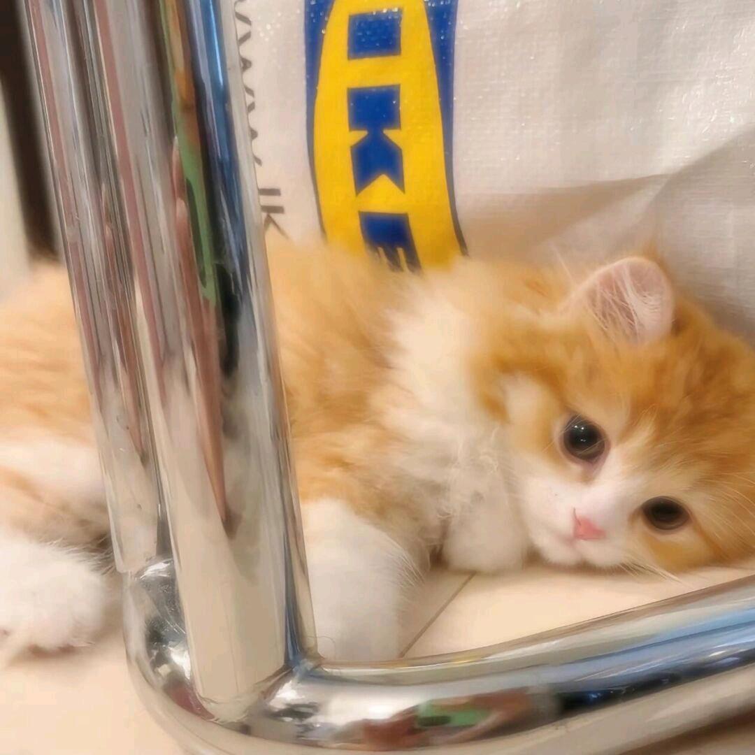悲伤猫猫头