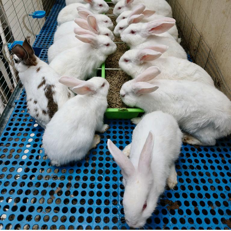 无锡萍姐养兔专业户