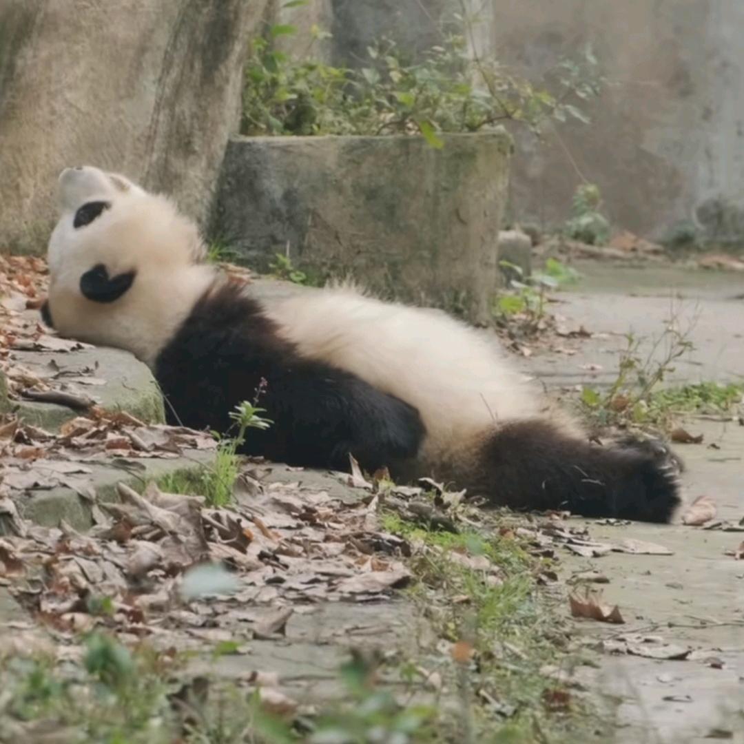 🌈暴富暴瘦...（拒绝连赞）