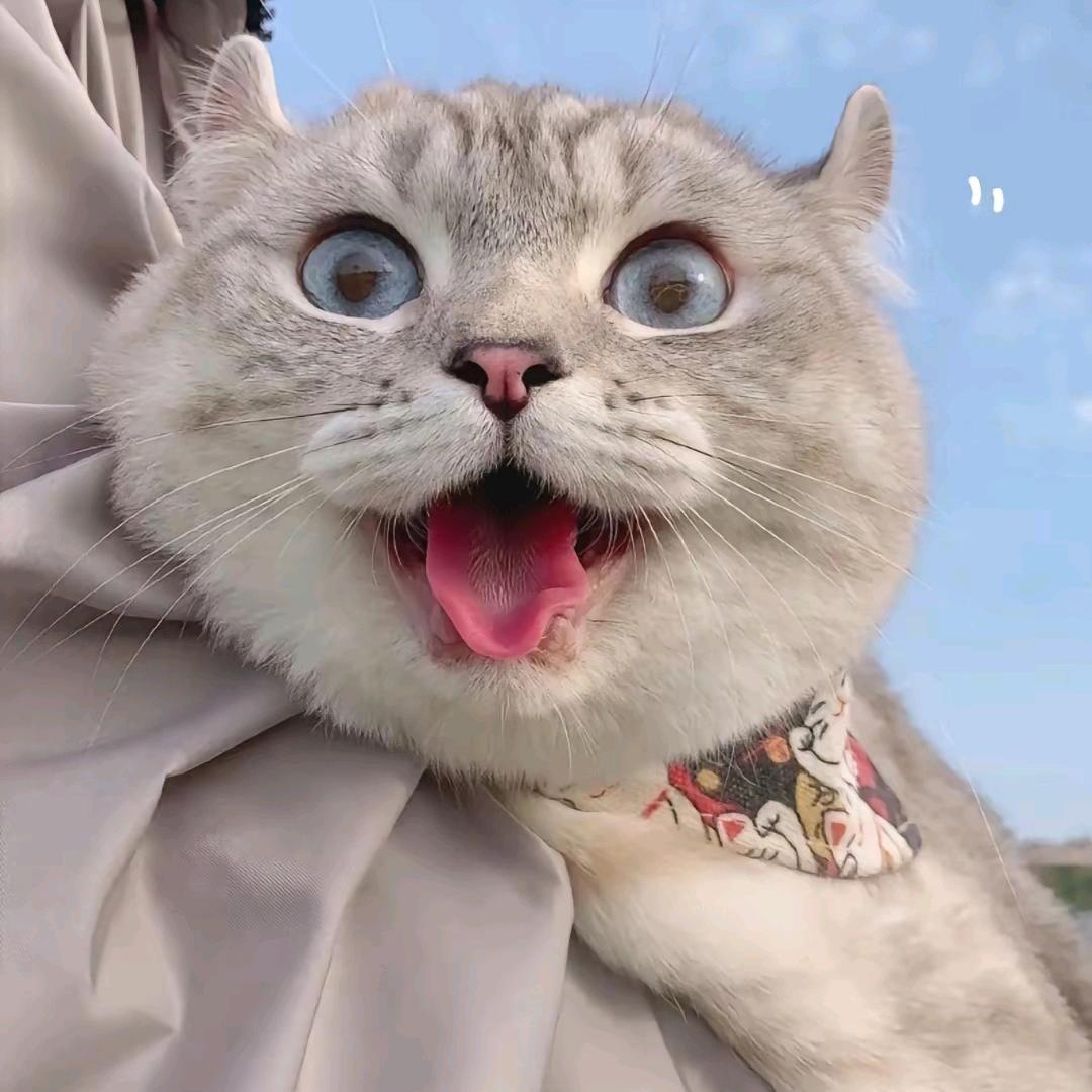 猫☋☊猫头像