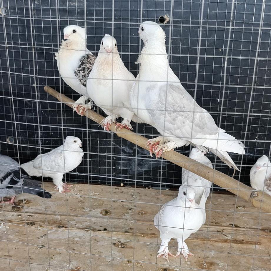 木易鸽舍（元宝鸽圆环鸽）