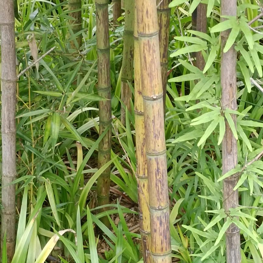 大丫粉