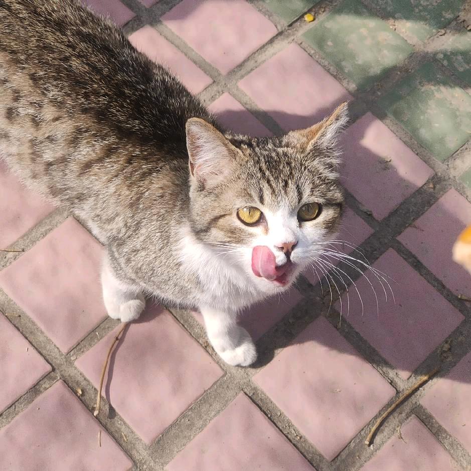 大大大大大橙子君