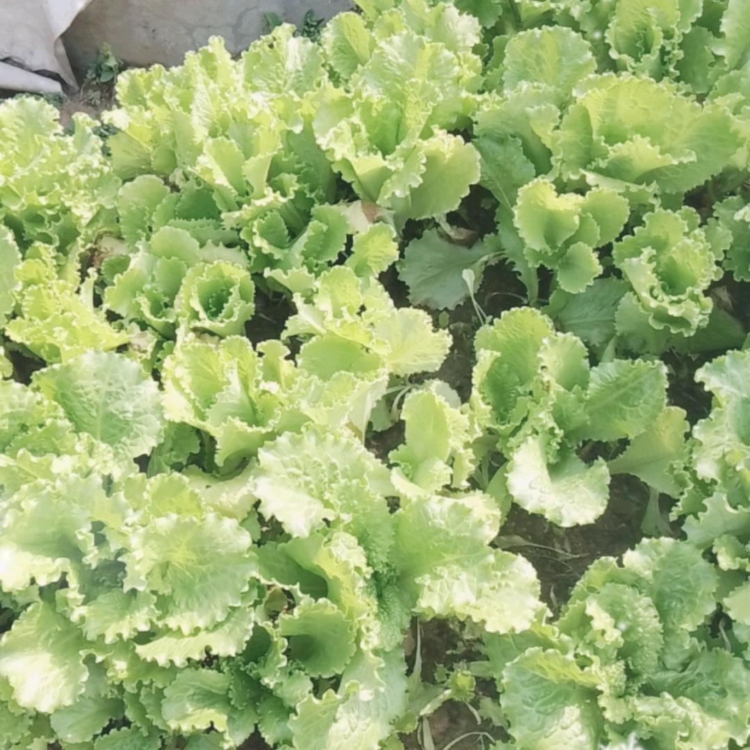 雨过天晴☔️夕阳红