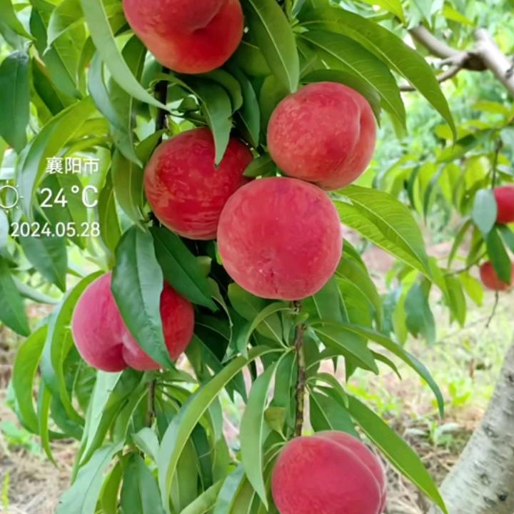 我种植桃子。李子。又代办李子。心中有李。