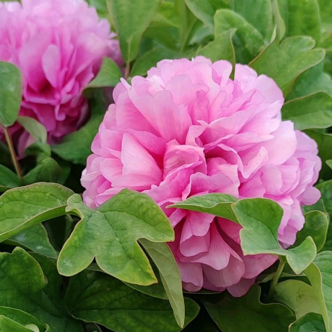 菏泽市牡丹区韵美牡丹种植有限公司