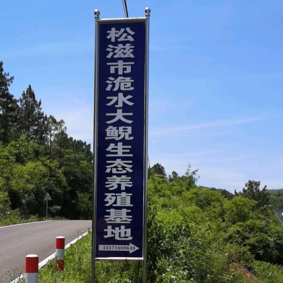 洈水娃娃鱼一洞主