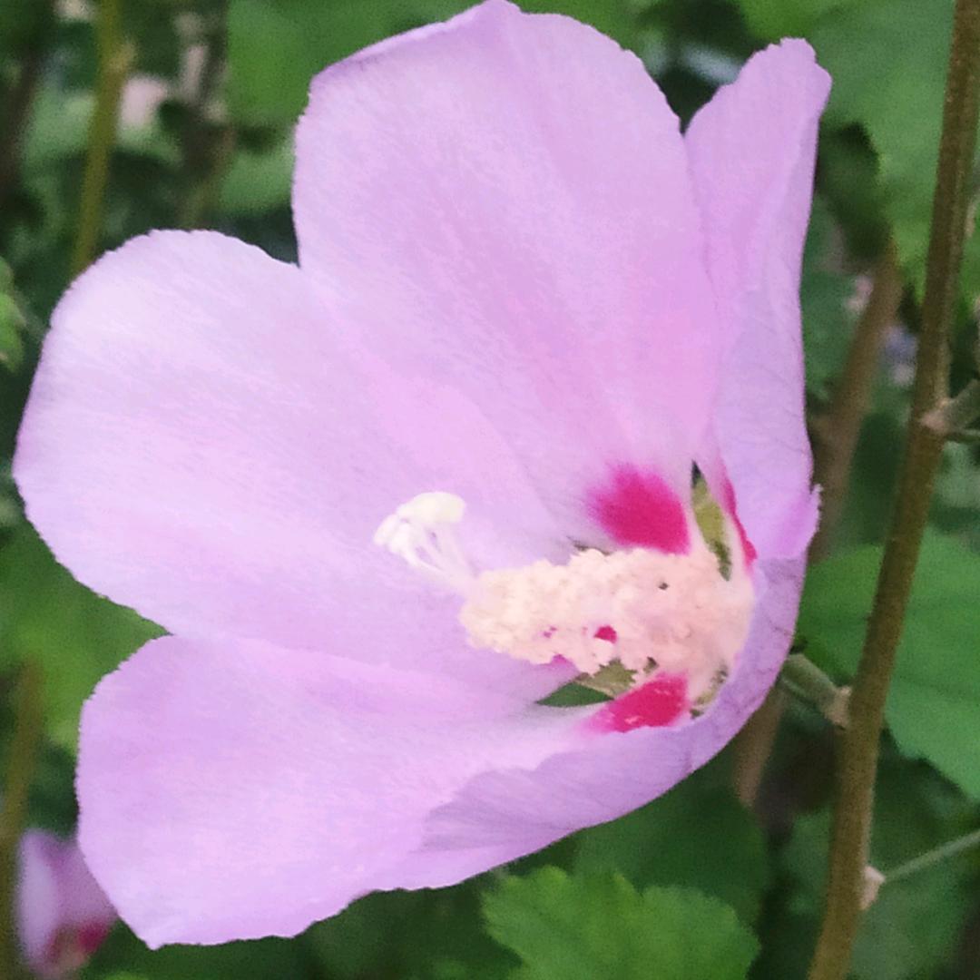 桅子花开