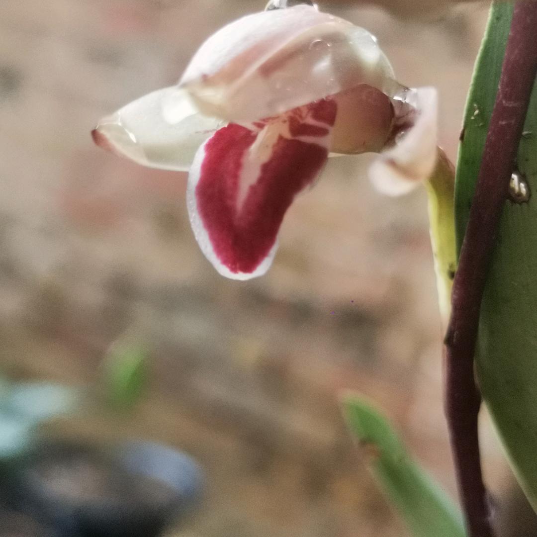 德奎兰花种植场