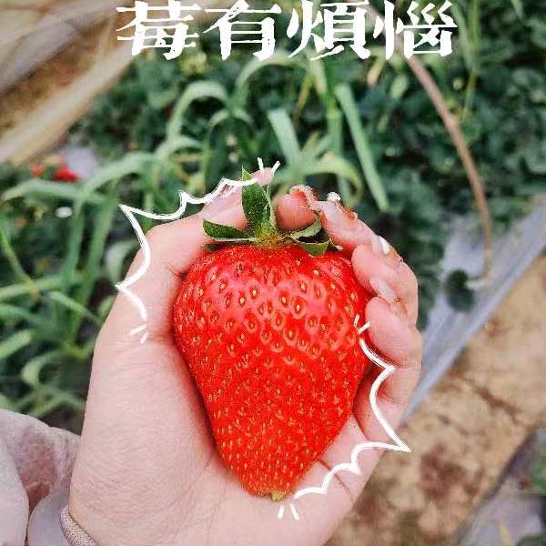 金春