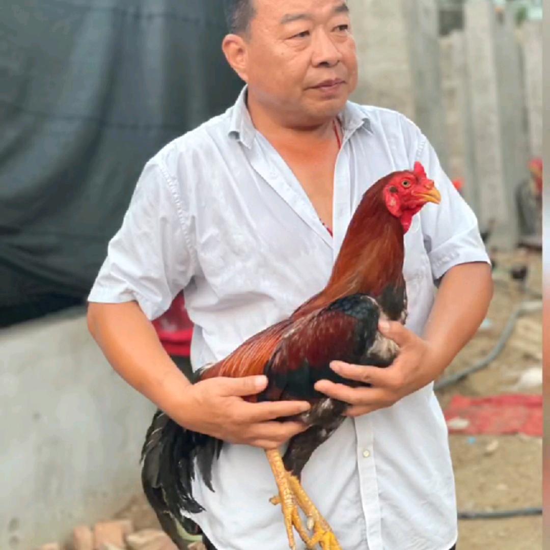 云中鹤