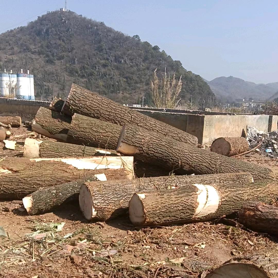 飞龙在天_240508545