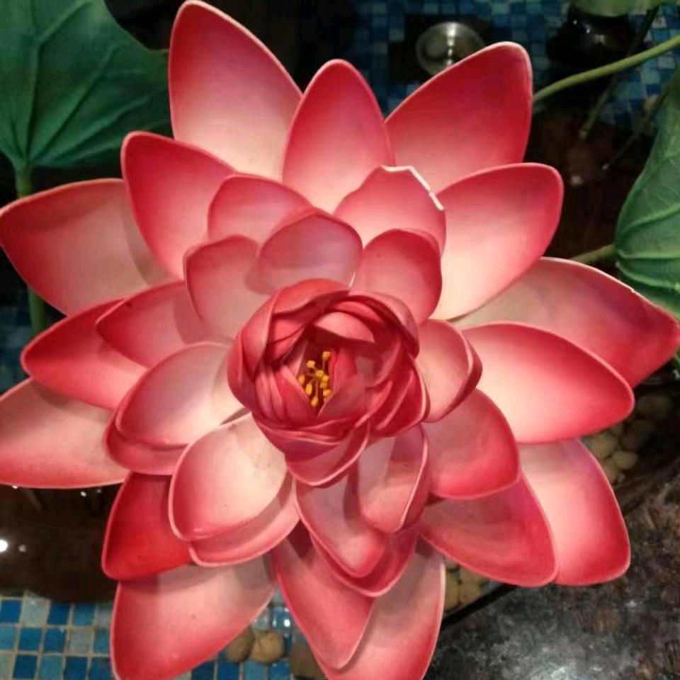 开心莲花