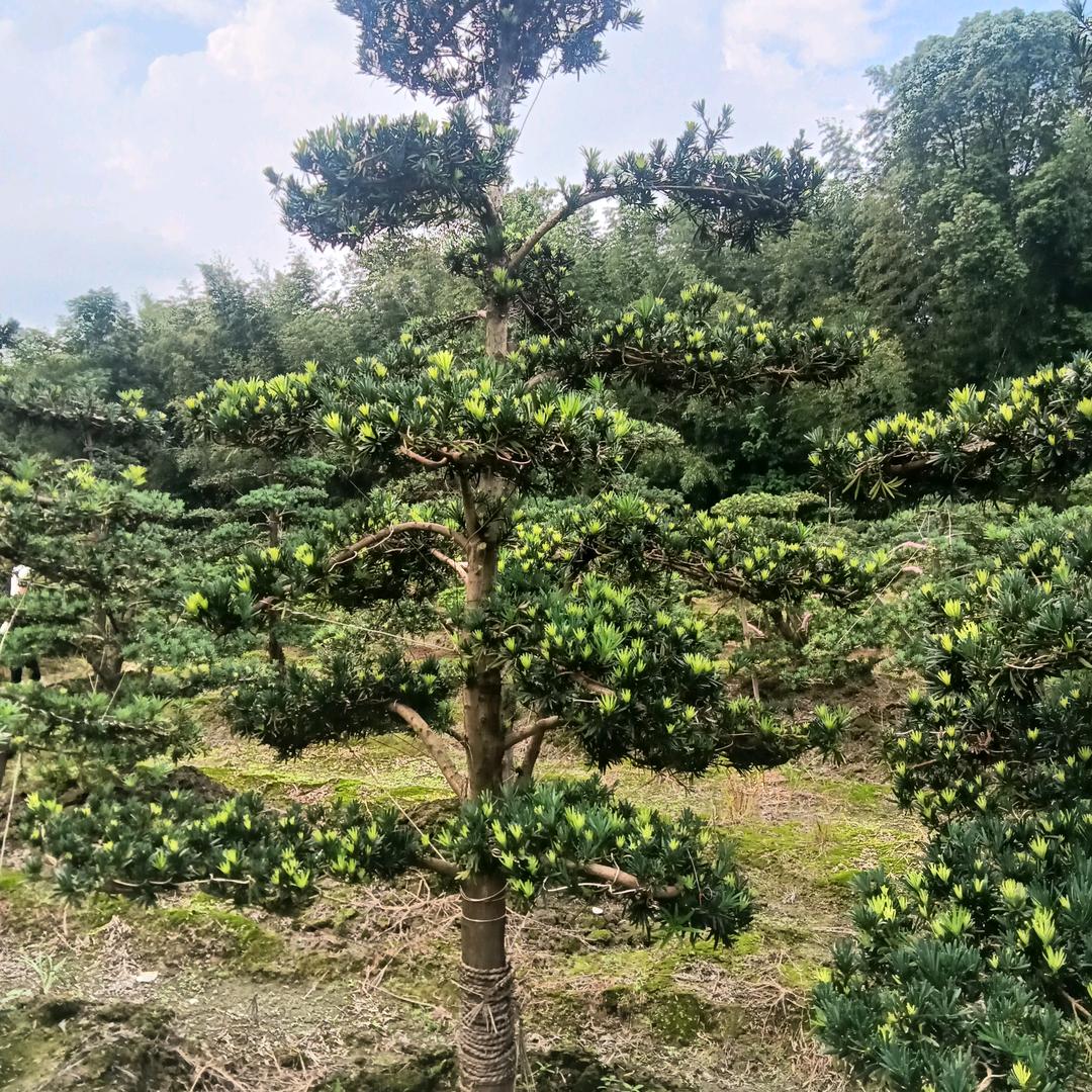 常客