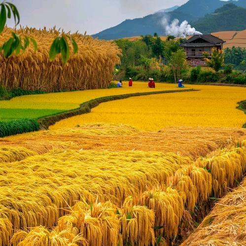 小米大米玉米