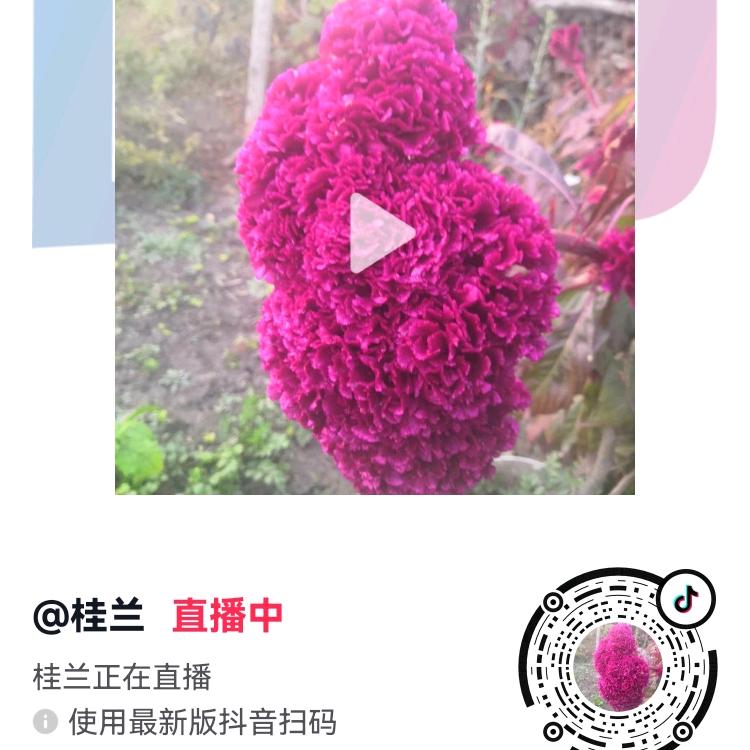 桂兰