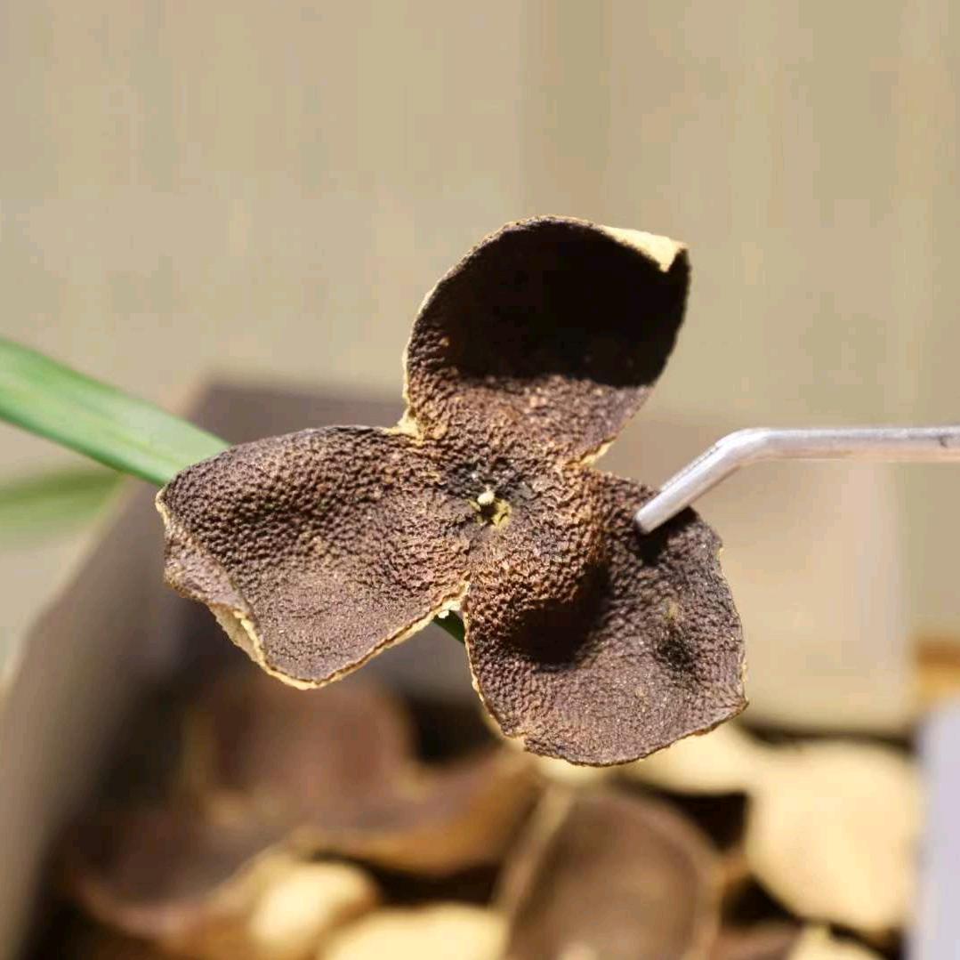 陈皮源头厂家睿袖