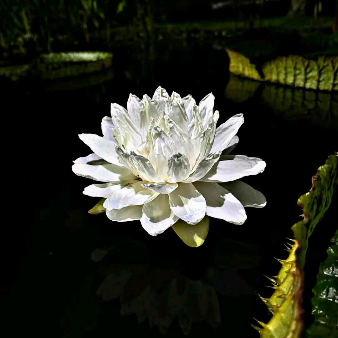 花繁季