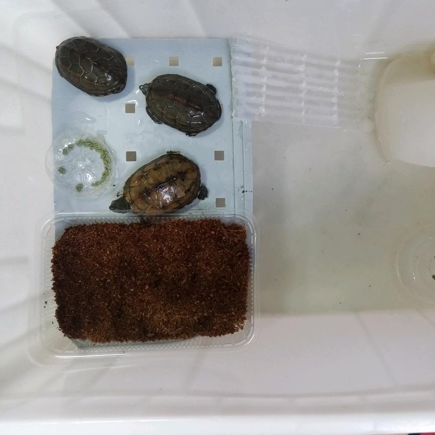 靠墙罚站