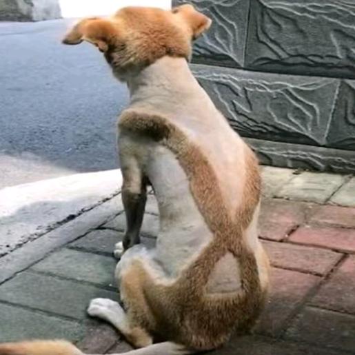 🐕🐕🐩🐩🐶🐶