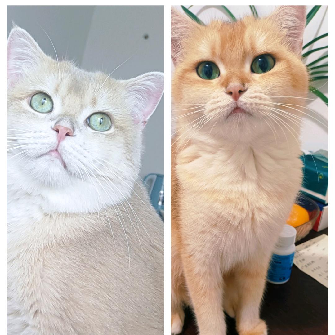 红姐爱猫