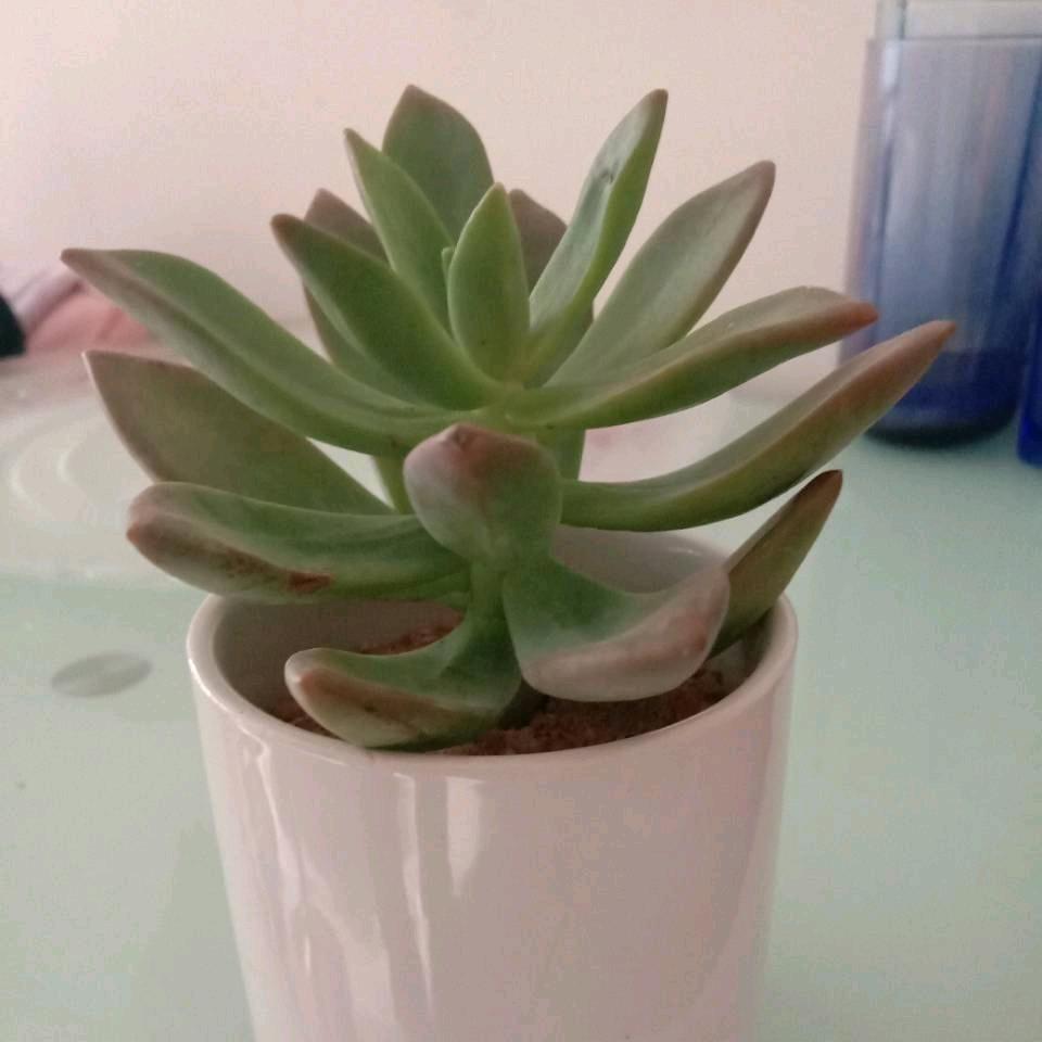 十指生哥