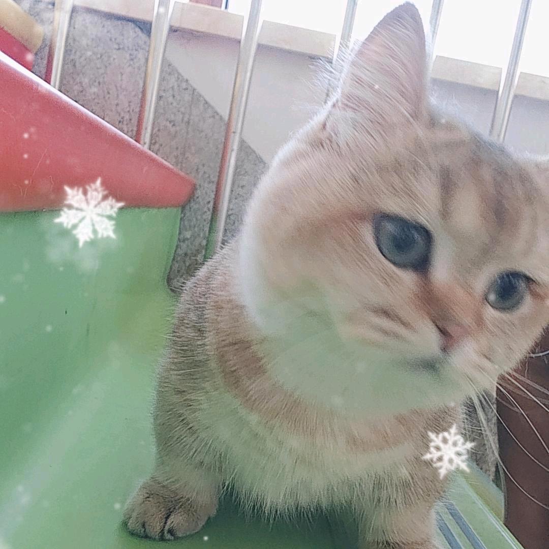英美