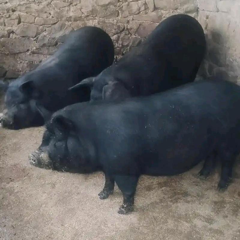 楚飞生鲜