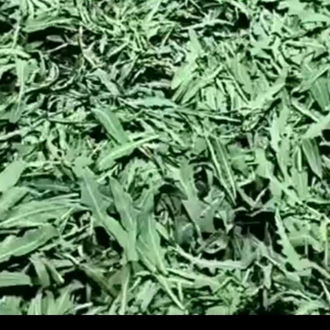 怀仁野生苦菜批发零售