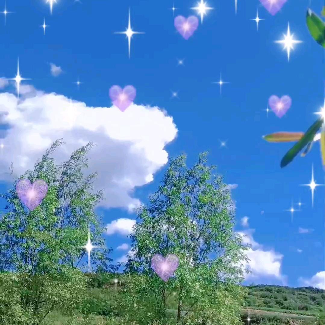 玫瑰