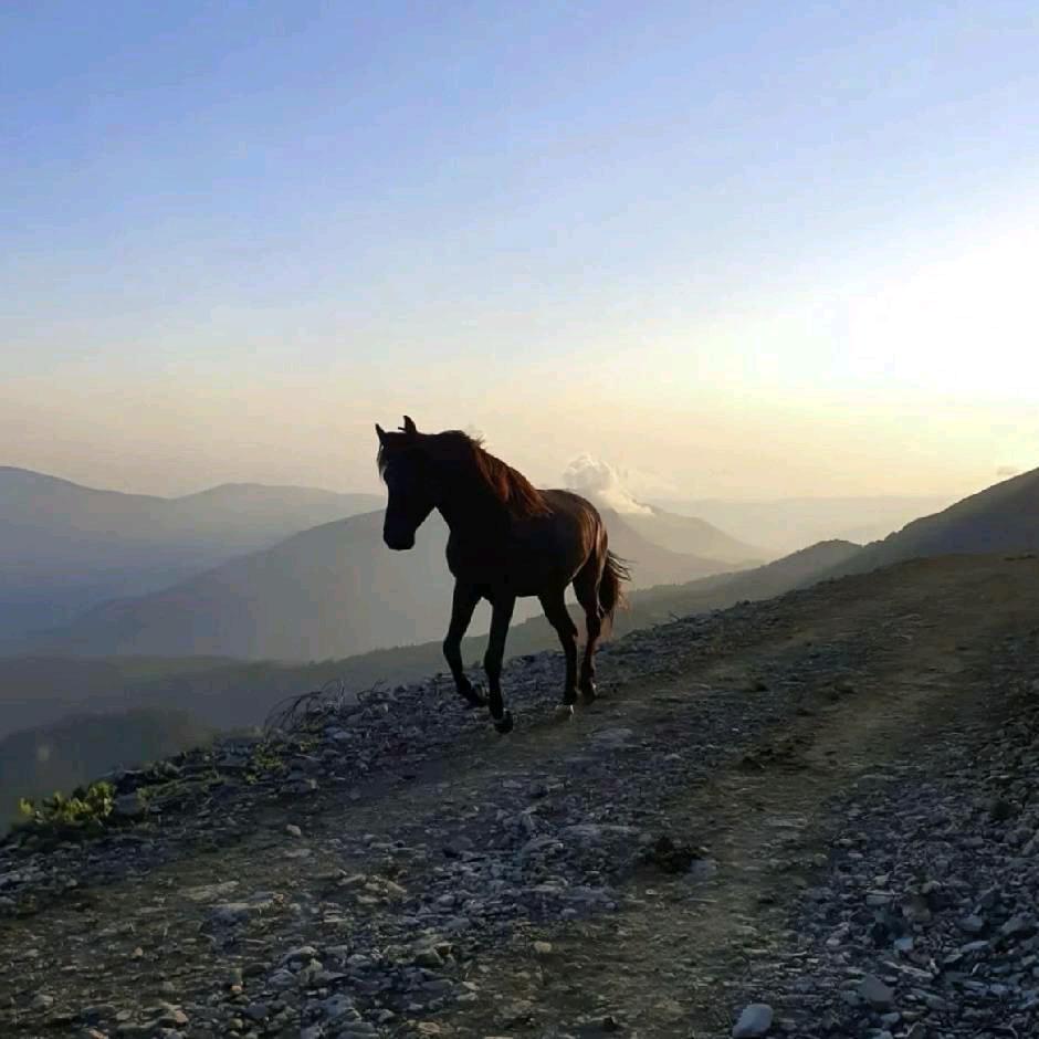 安徽升学胡老师