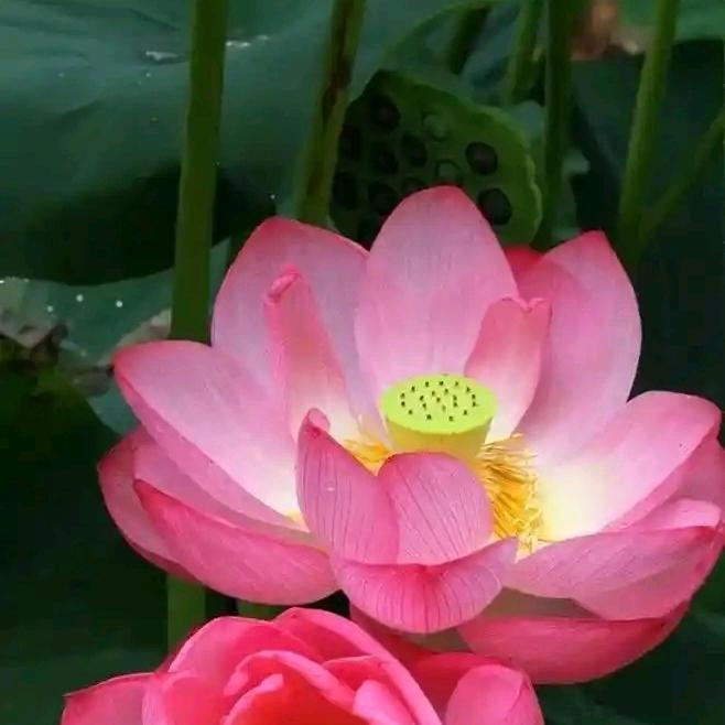 @结缘666（请勿连赞）