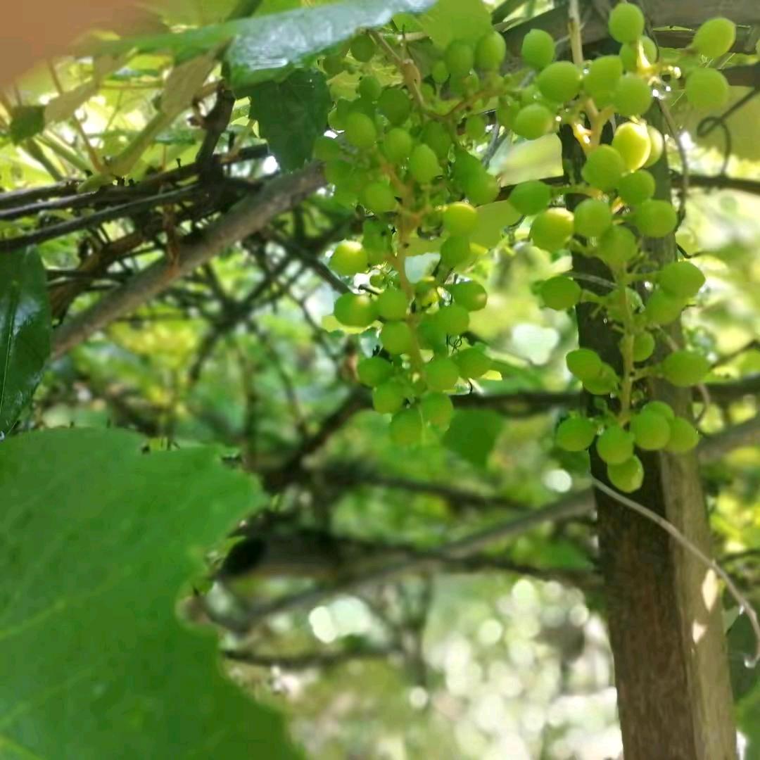 哈森