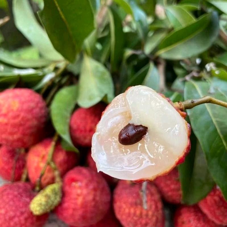 广州增城荔枝达哥