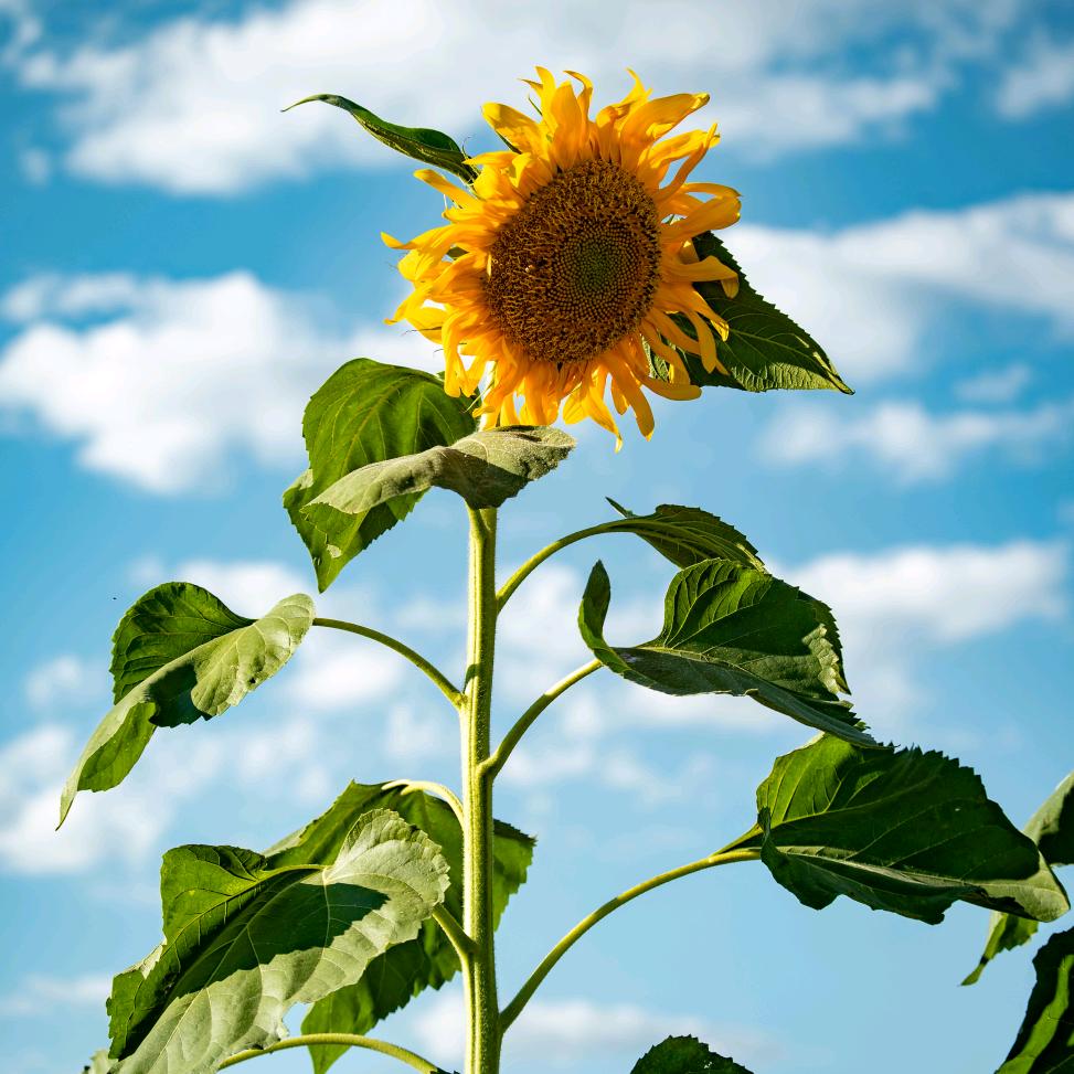 小刘摄影剪辑📷