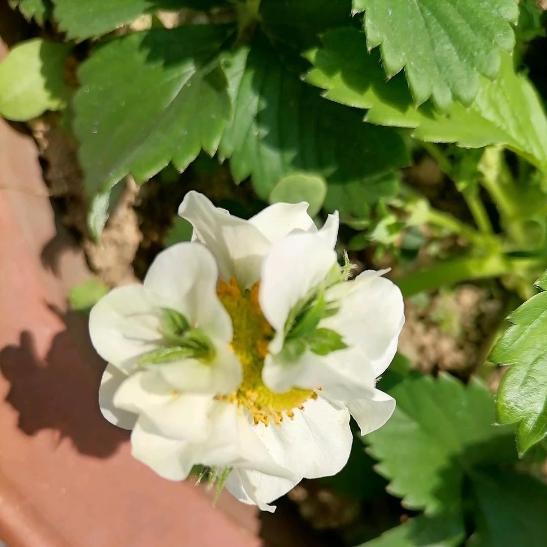 🌈静等花开
