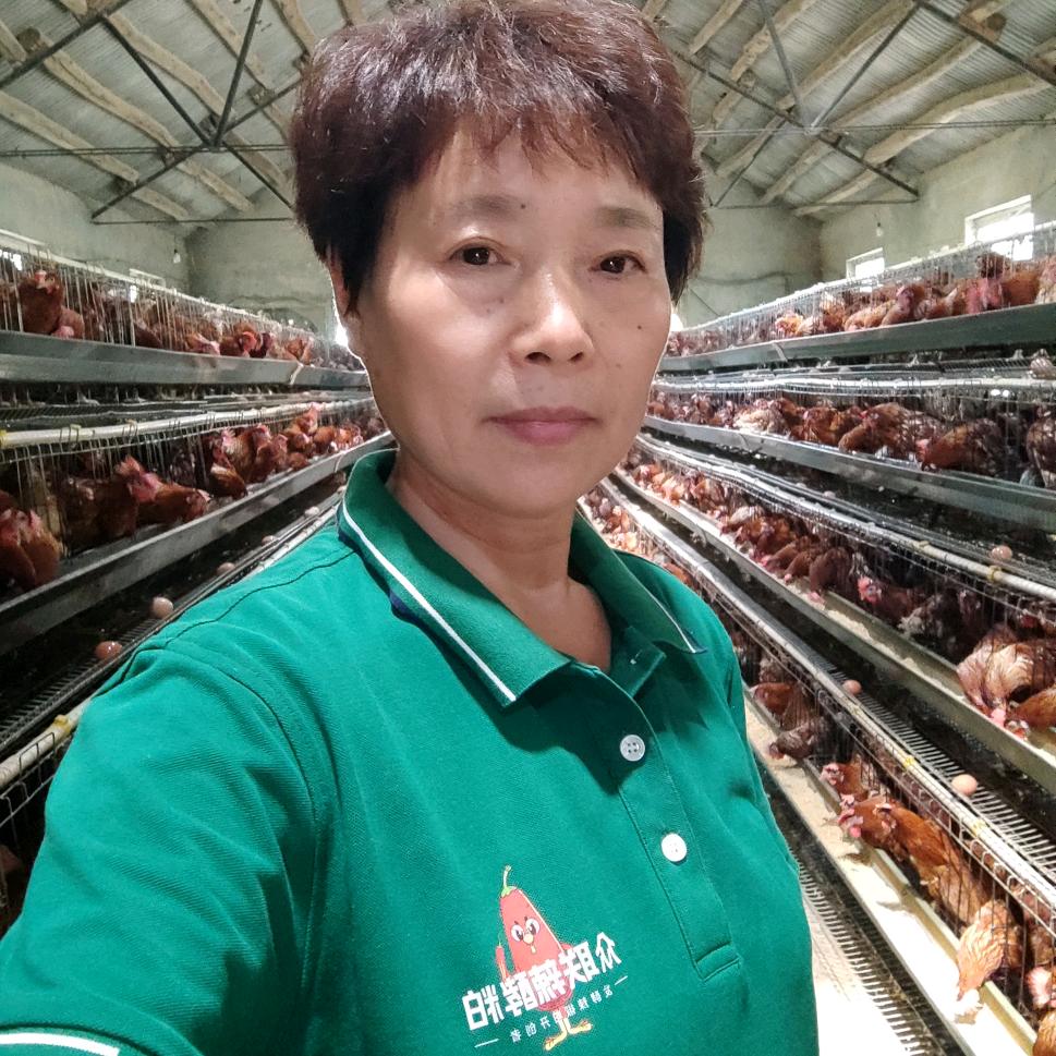 蛋鸡养殖邹城无名