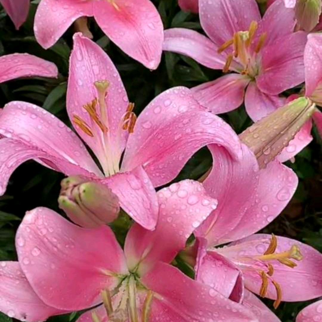 七七七七七七七