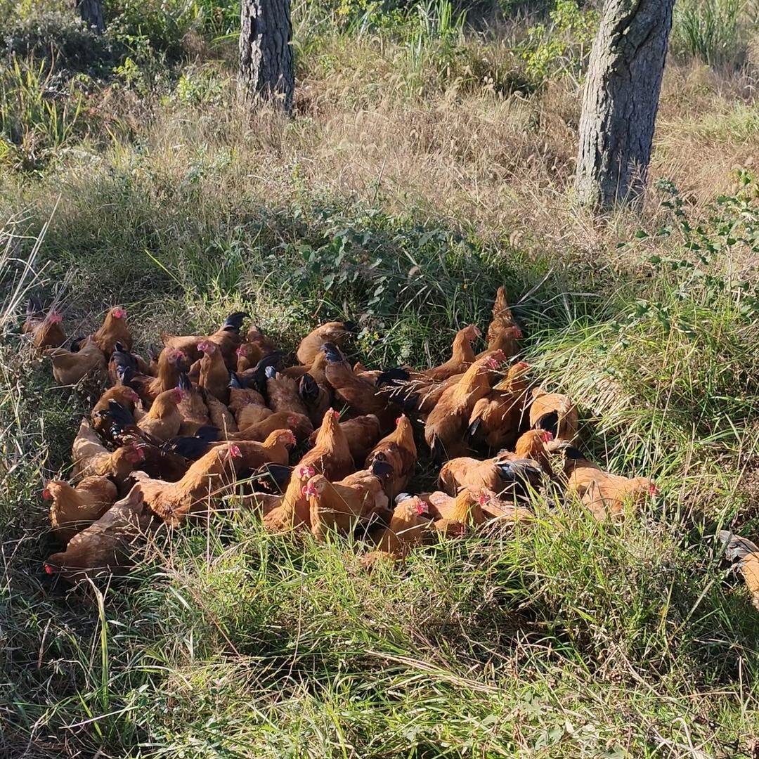 土家散养鸡