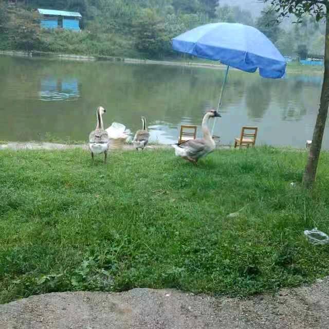 龙汗塘山庄·休闲钓场