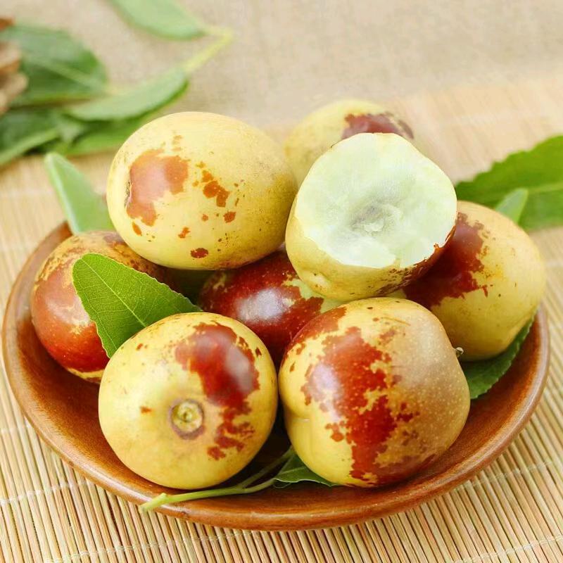 大荔冬枣自家果园