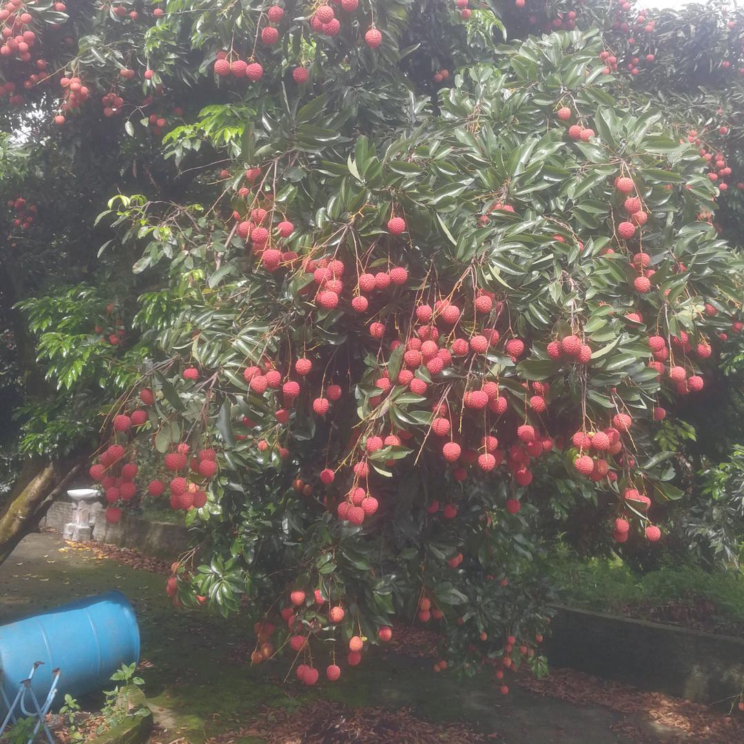 老鹰山荔农