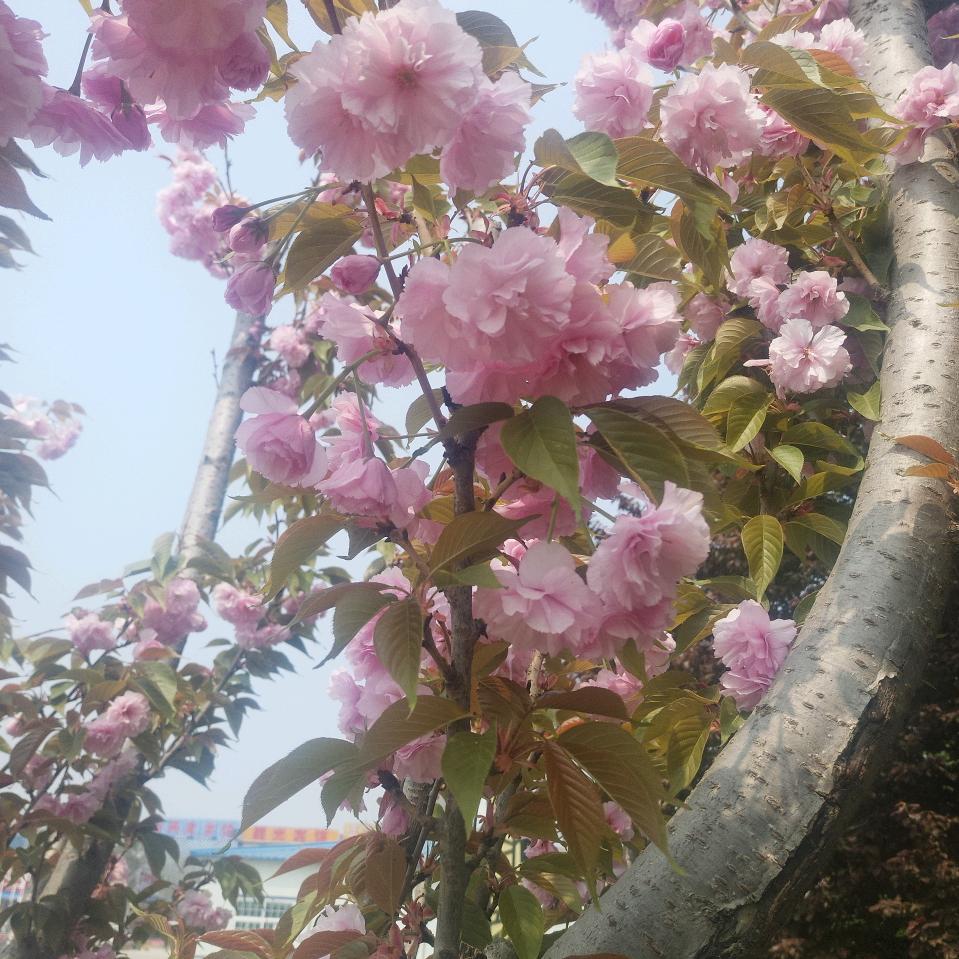 花好美