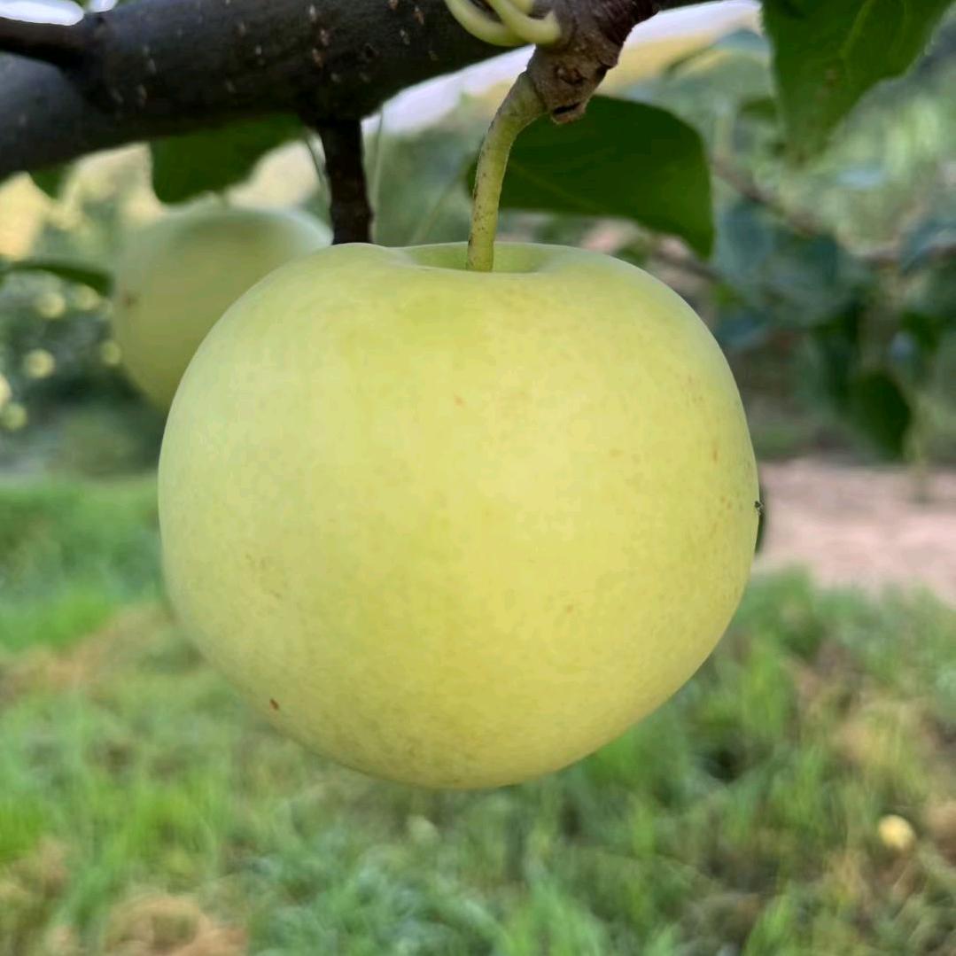 隰县玉露香梨代办