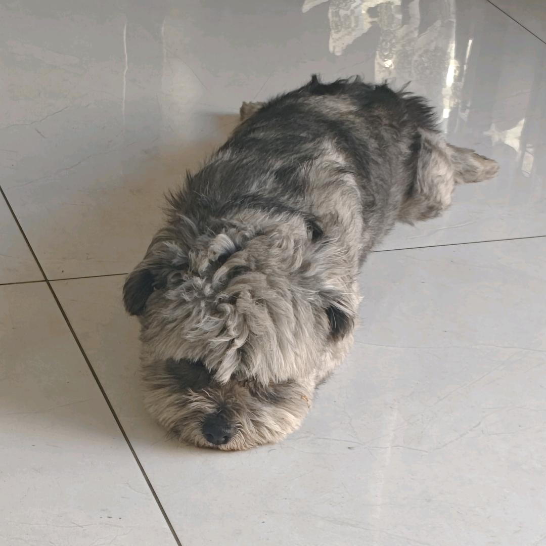 梁山伯与猪硬来