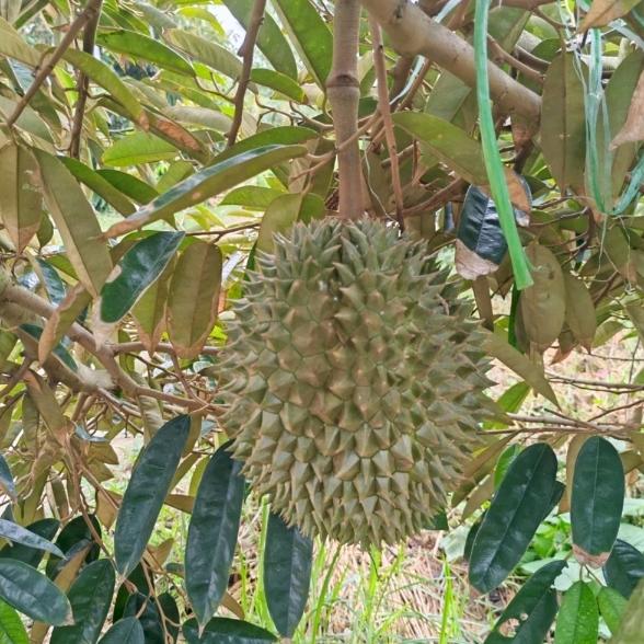 心肝宝贝