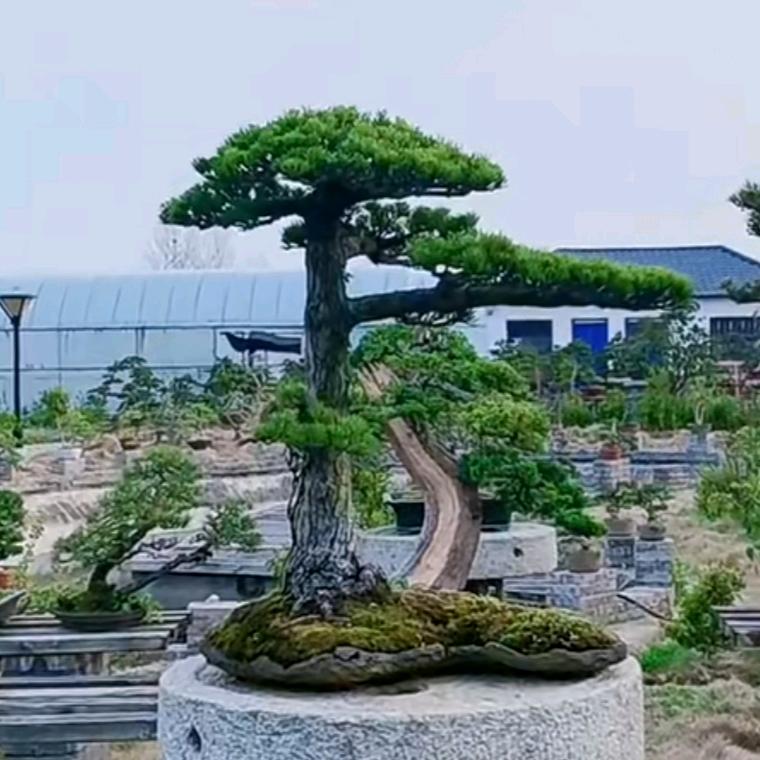 攀枝花强盛果苗绿化苗木